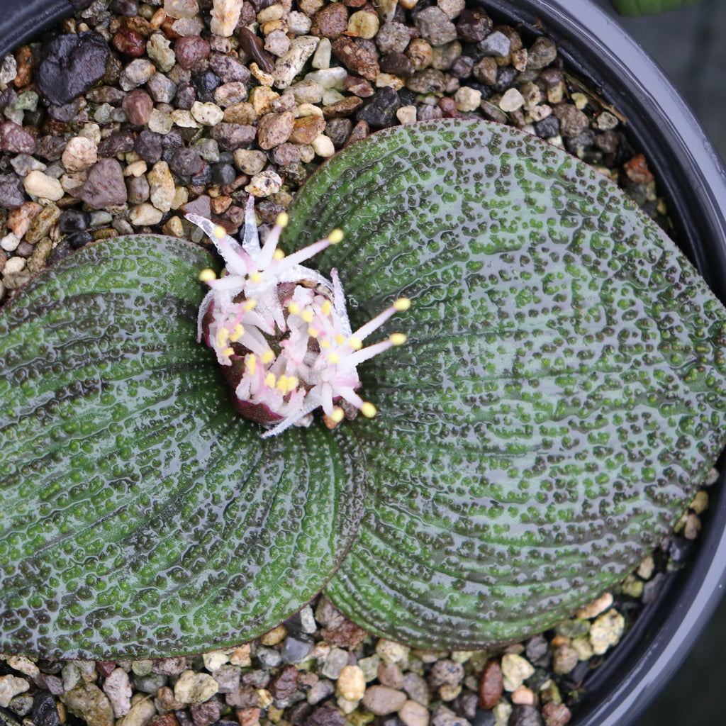 Massonia pustulata Image