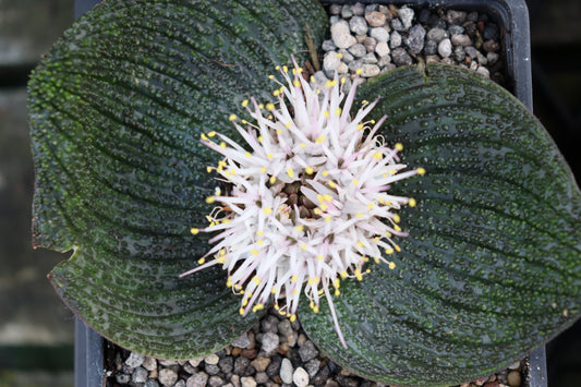 Massonia pustulata 4