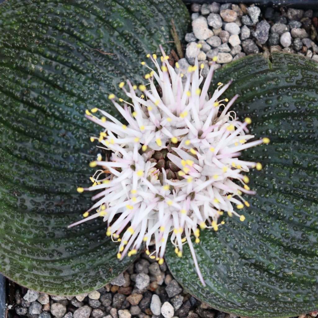Massonia pustulata Image