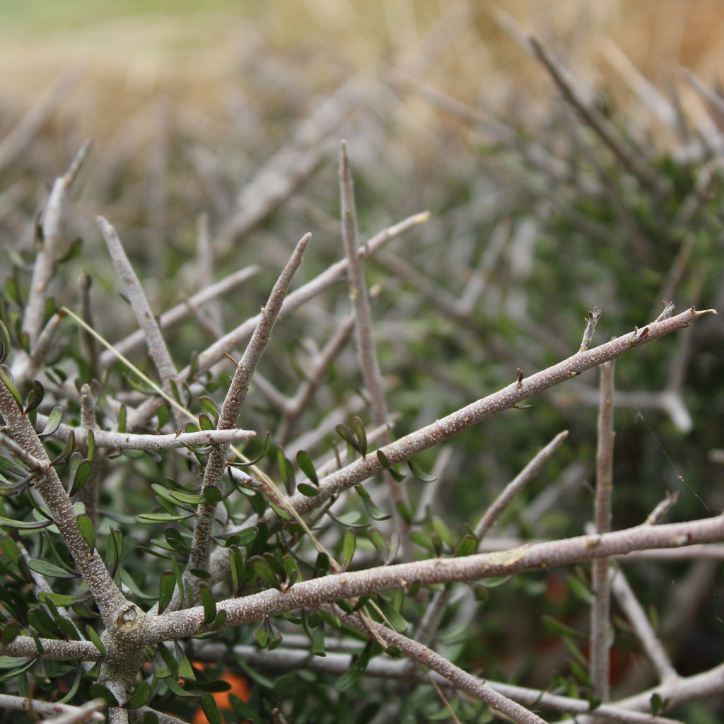 Melicytus alpinus Image