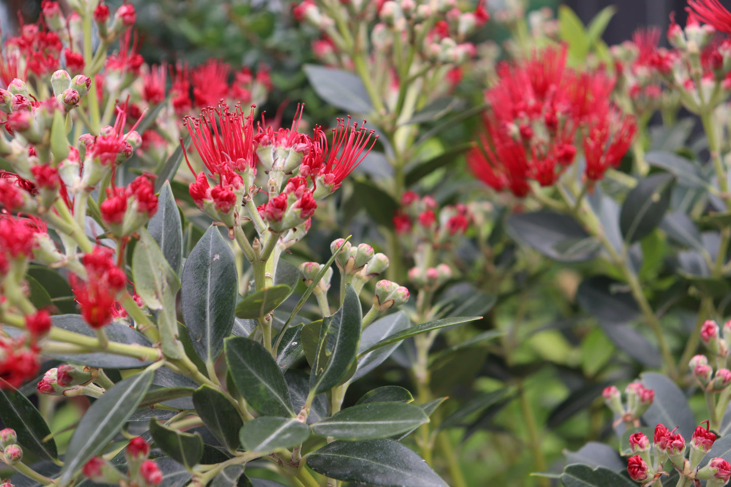 Metrosideros Maungapiko.