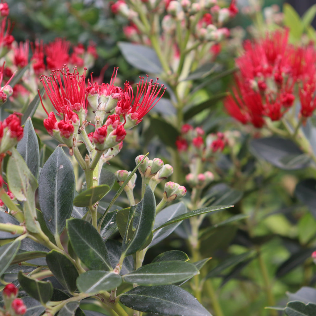 Metrosideros Maungapiko Image