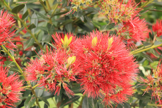 Metrosideros Maungapiko
