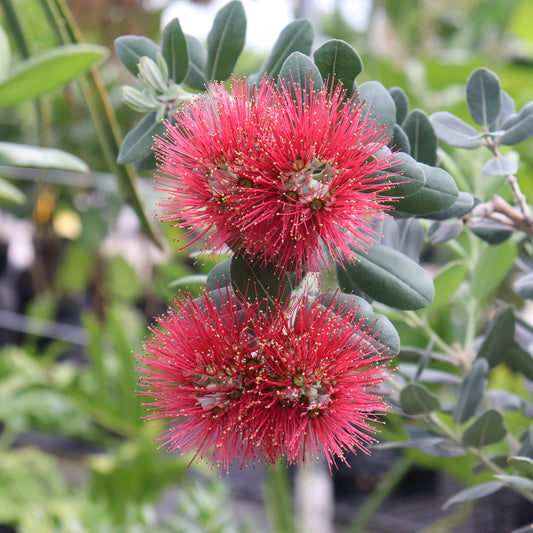 Metrosideros excelsa Maori Princess