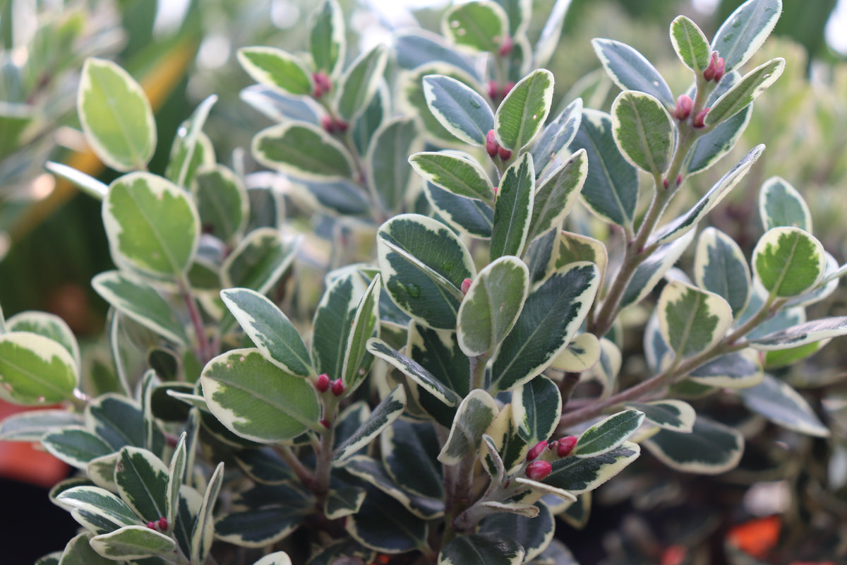 Metrosideros kermadecensis Variegata