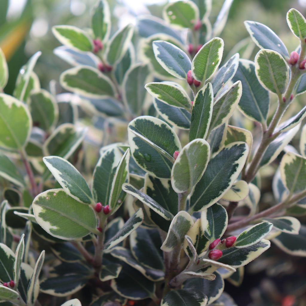 Metrosideros kermadecensis Variegata Image