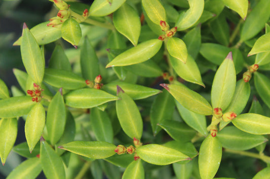 Metrosideros umbellata Yellow Form