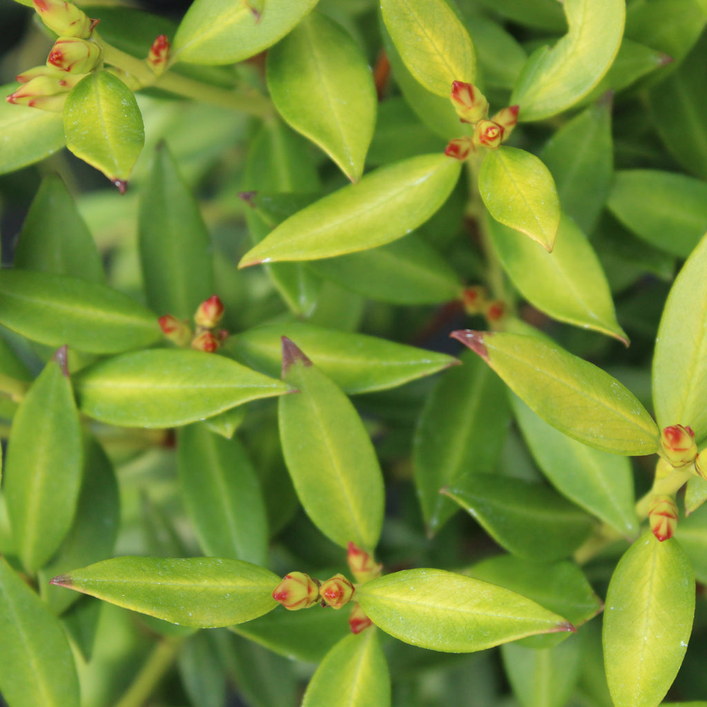 Metrosideros umbellata Yellow Form Image
