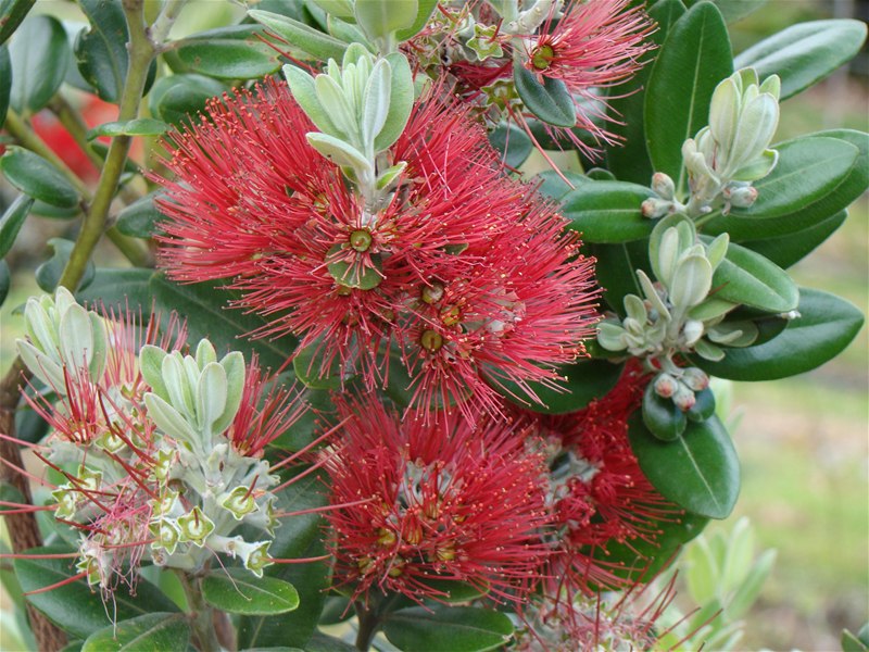 Metrosideros excelsa Maori Princess flowers