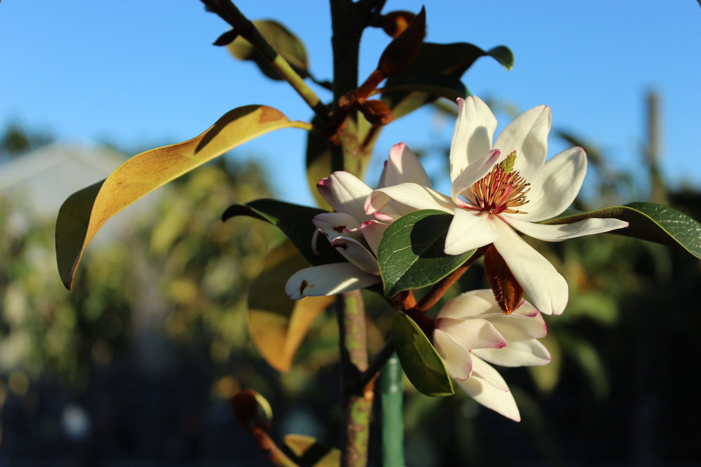 Michelia Allure 