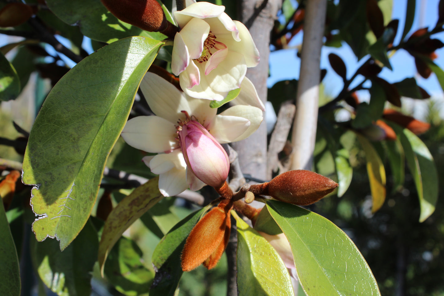Michelia Allure 2
