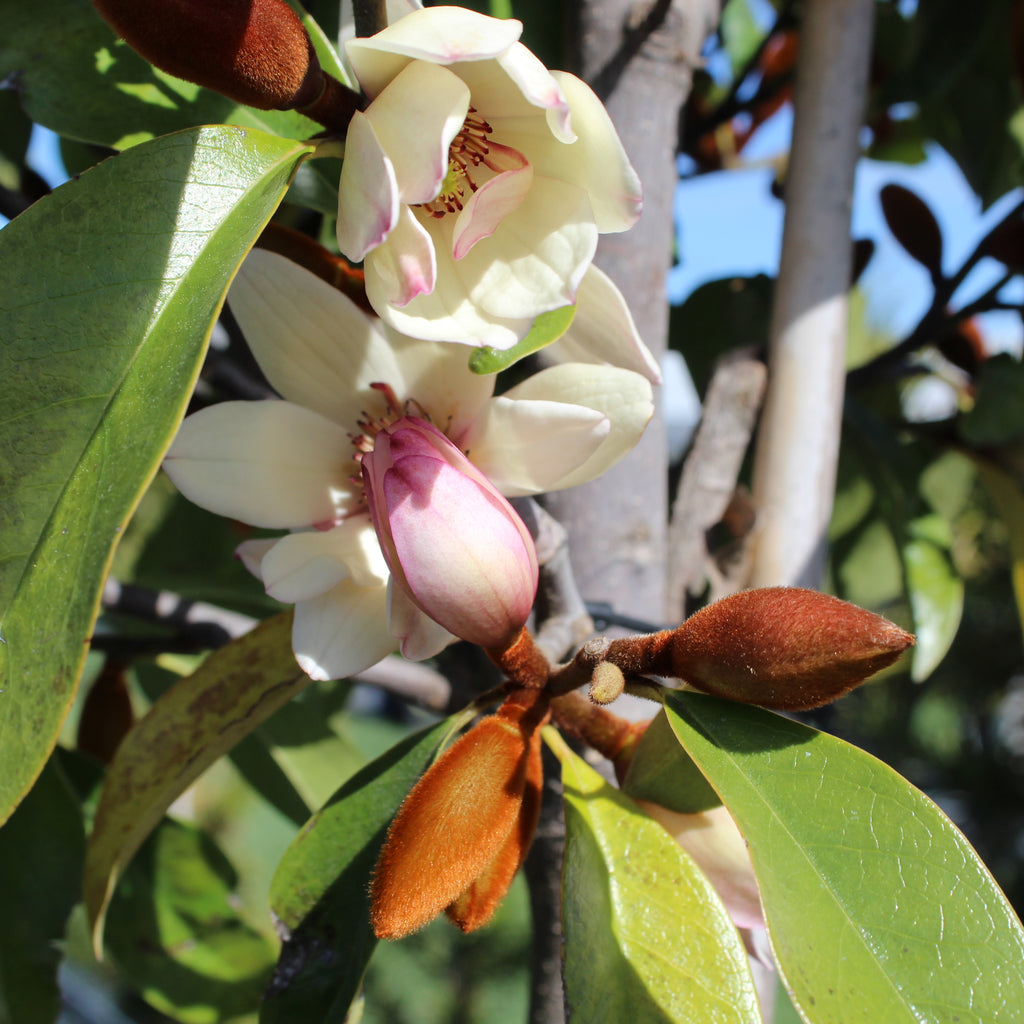 Michelia Allure Image