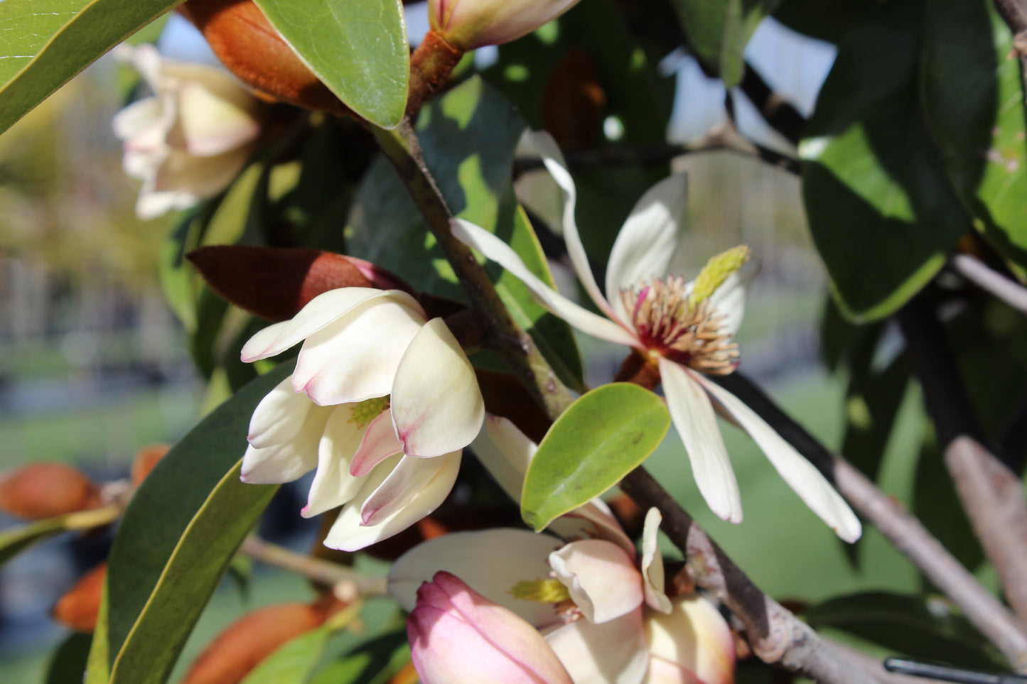 Michelia Allure 3