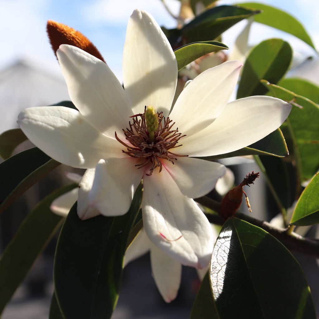 Michelia Allure Image