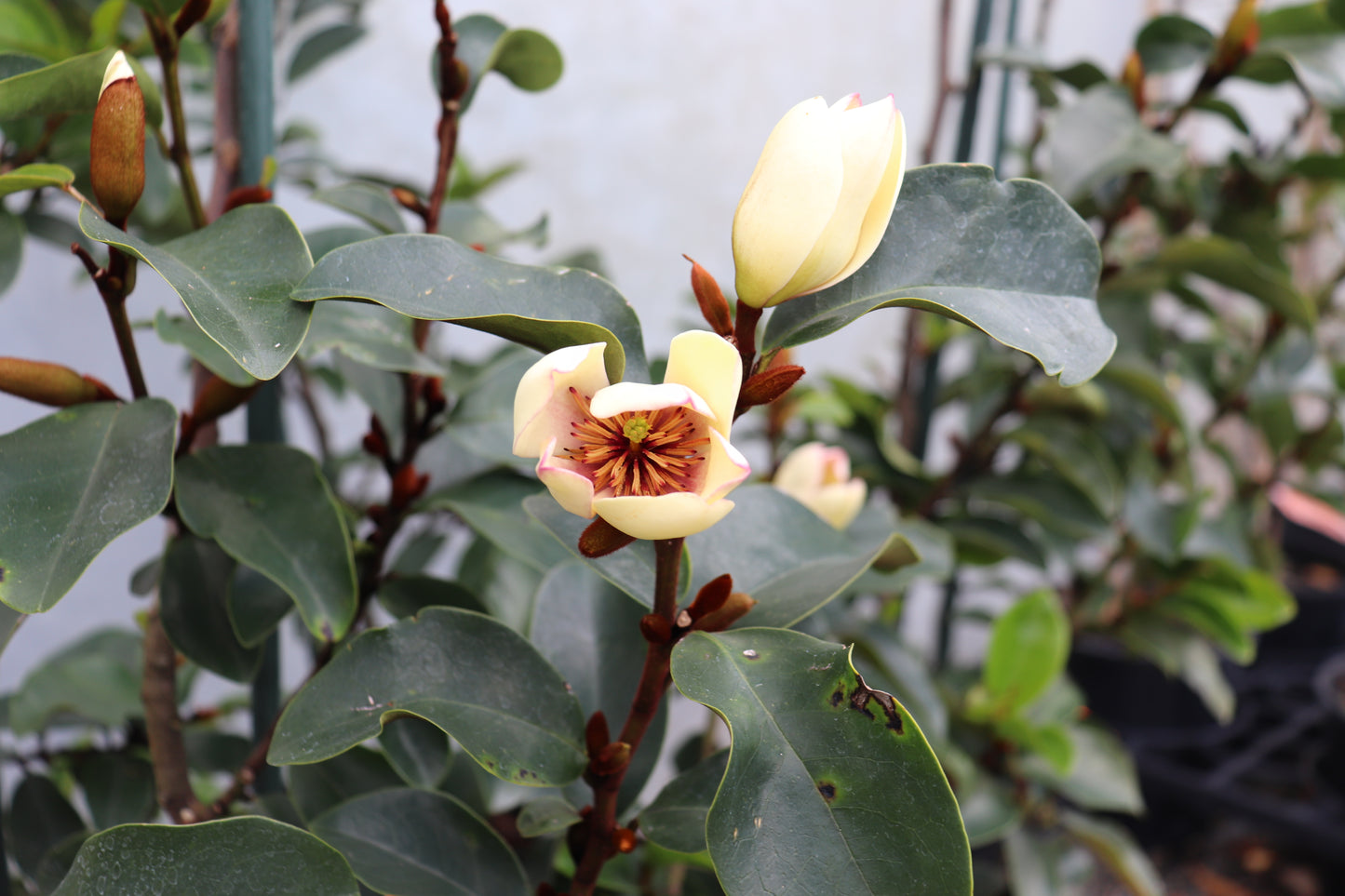 Michelia Cleopatra 3