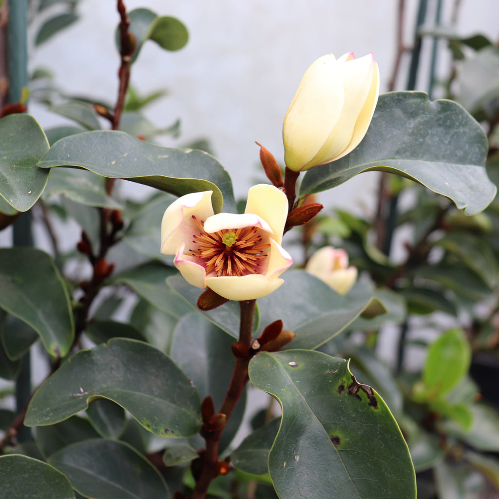 Michelia Cleopatra Image