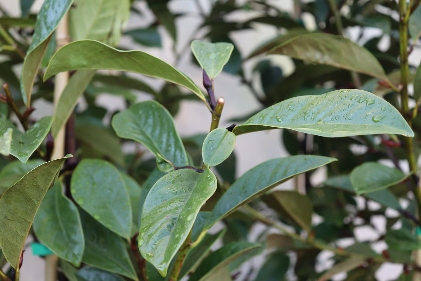 Michelia Fairy Cream