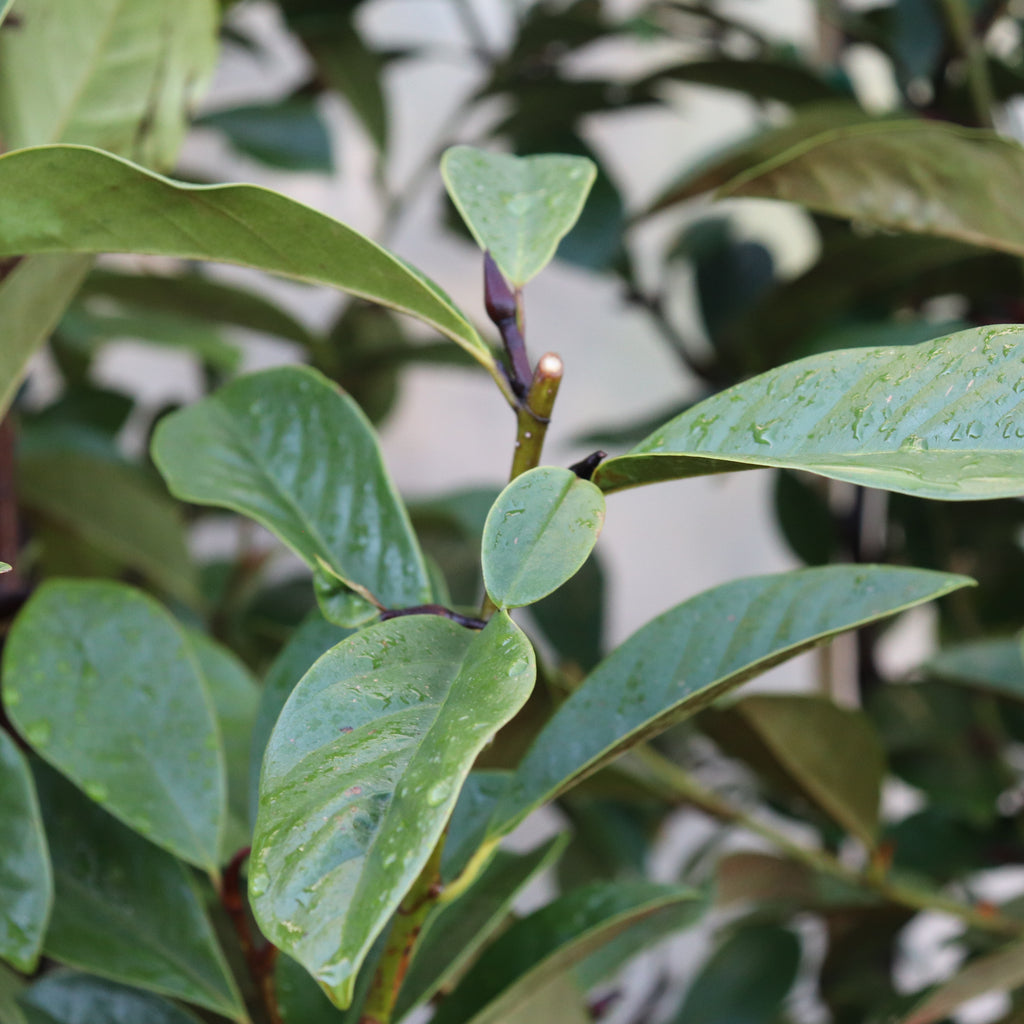 Michelia Fairy Cream Image