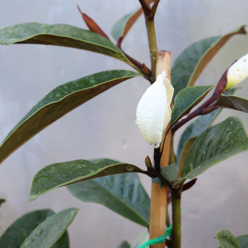 Michelia Fairy Cream Image