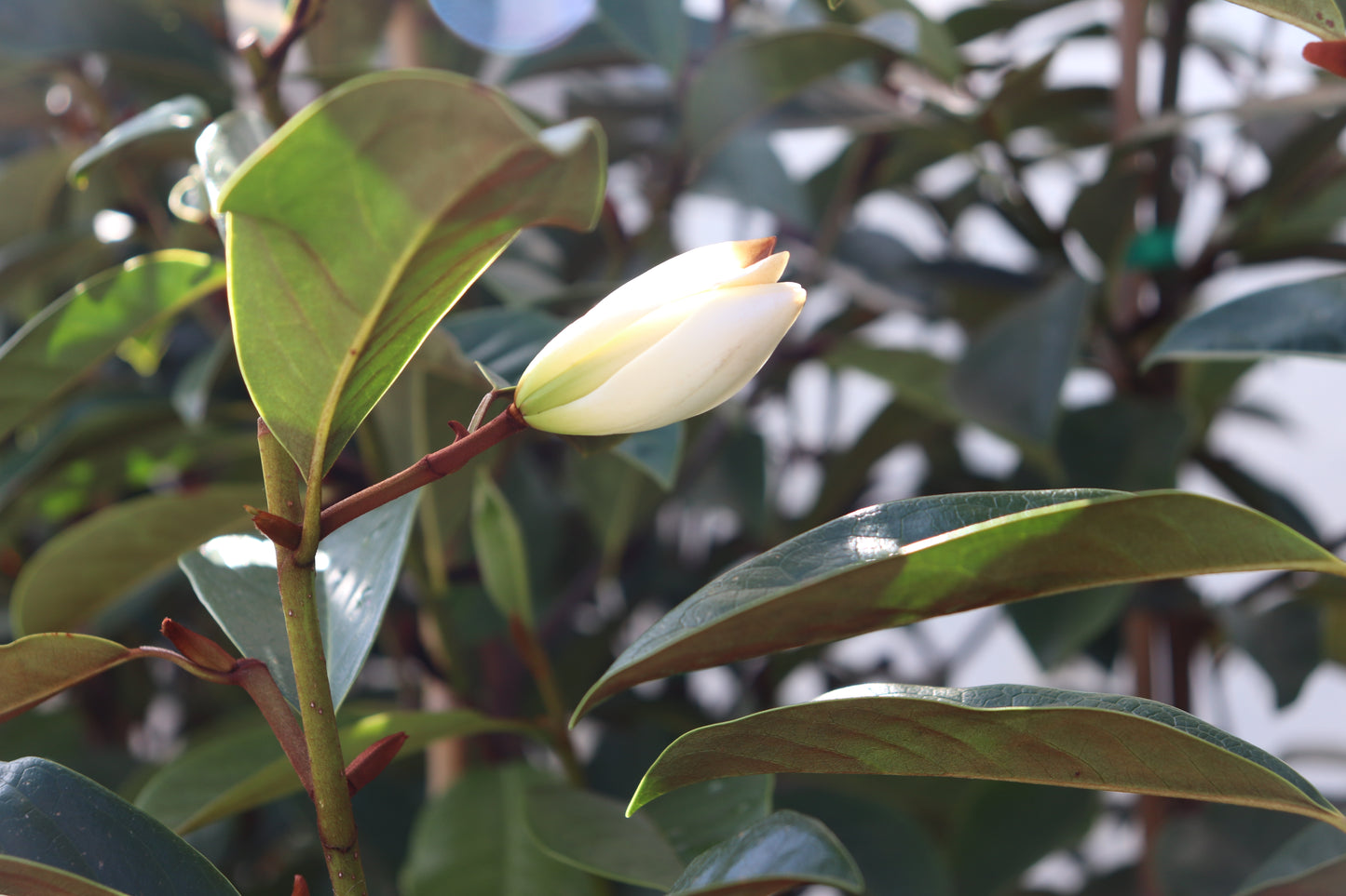 Michelia Fairy Cream 3