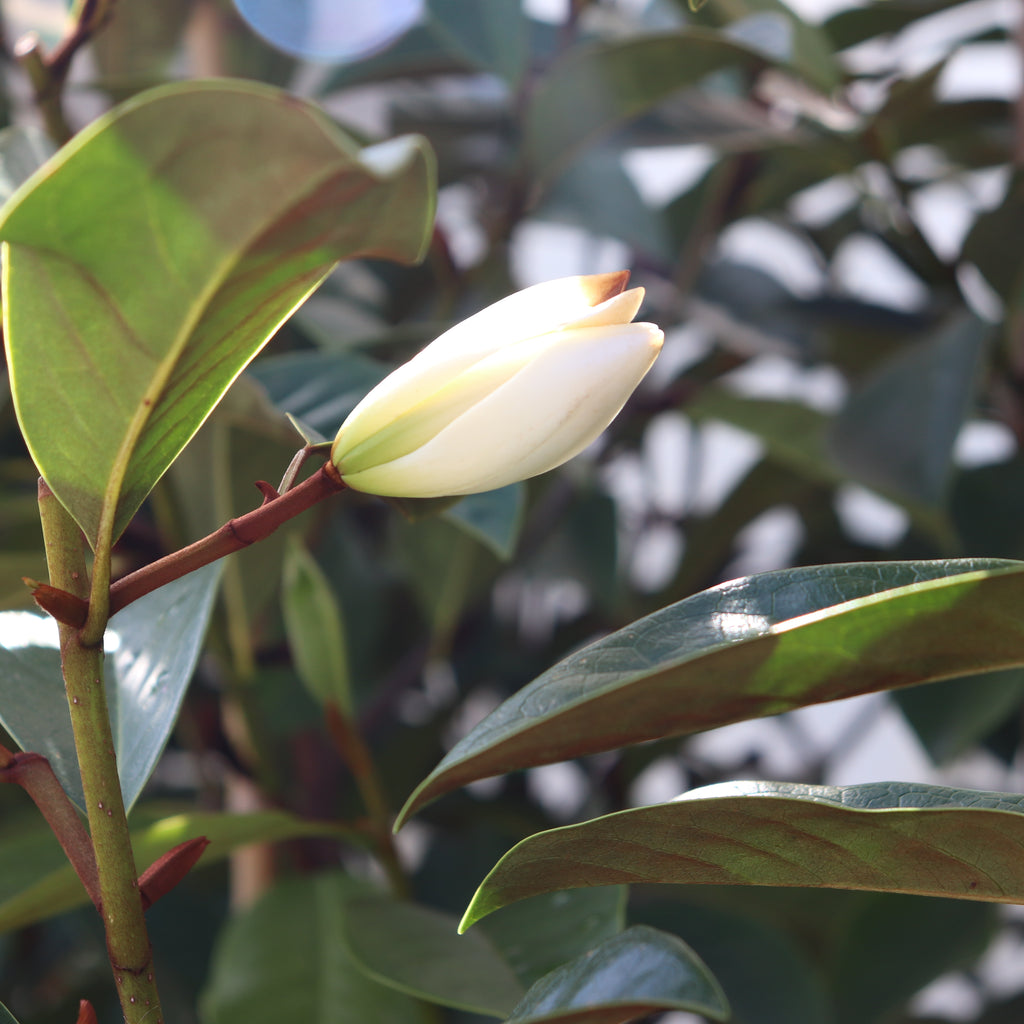 Michelia Fairy Cream Image