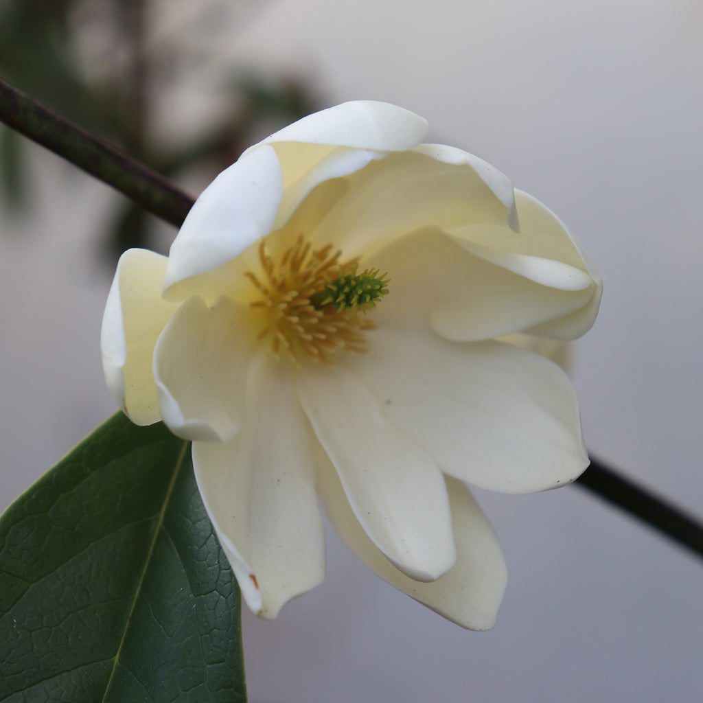 Michelia Fairy Cream Image