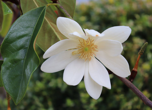 Michelia Fairy Cream 5