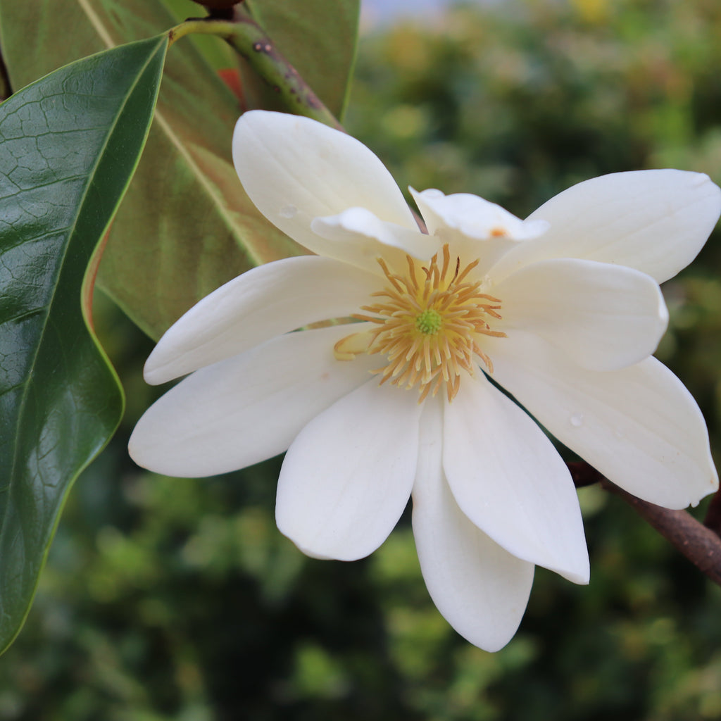 Michelia Fairy Cream Image
