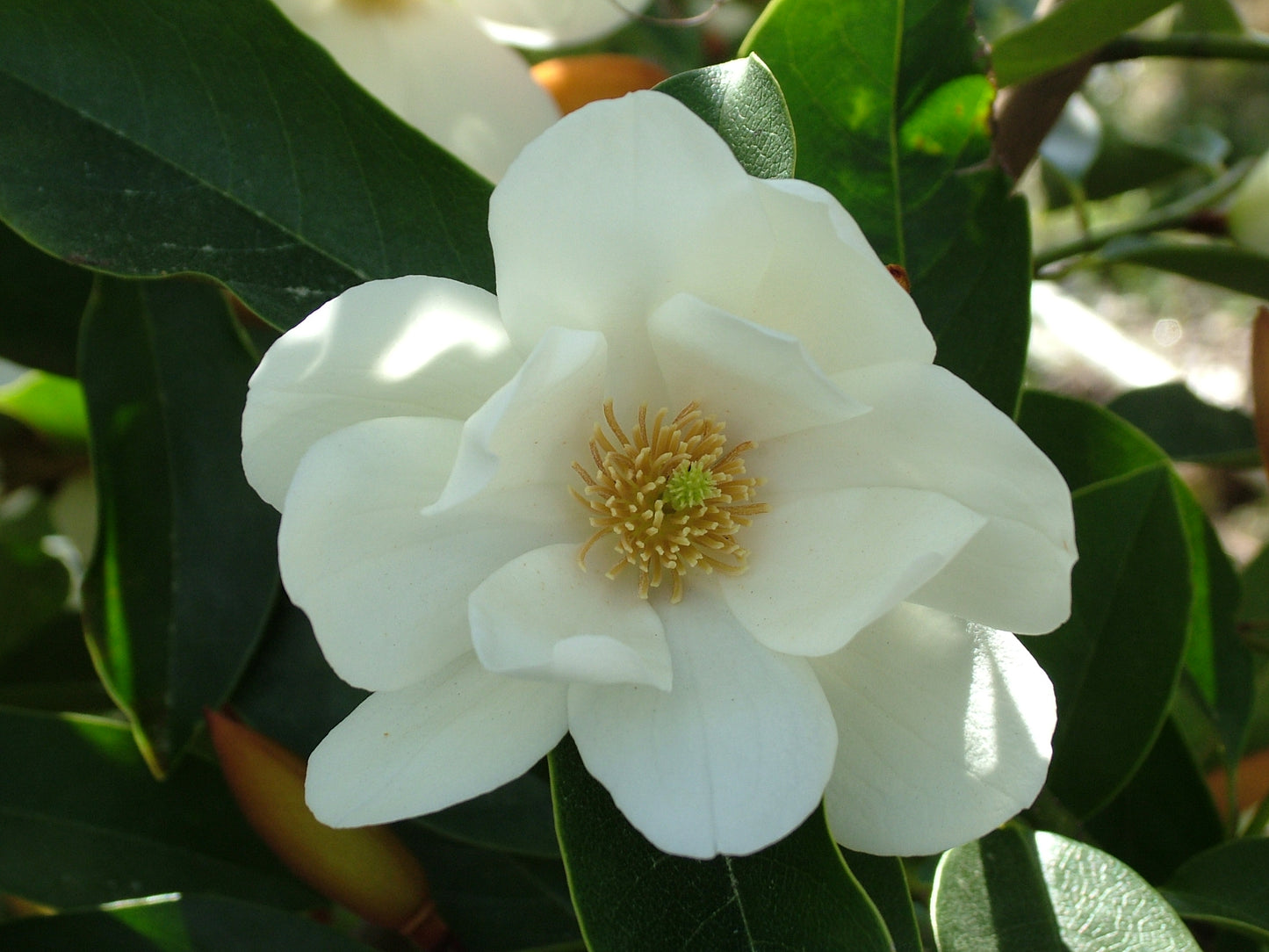 Michelia Lemon Fragrant 3