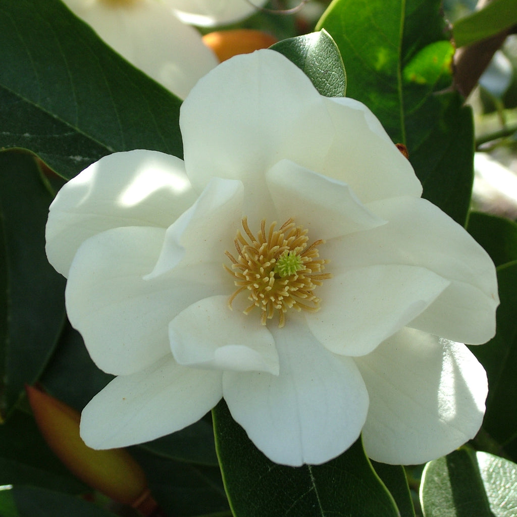 Michelia Lemon Fragrant Image