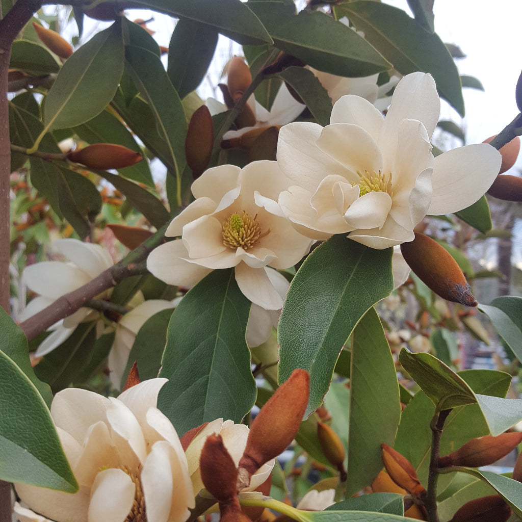 Michelia Lemon Fragrant Image