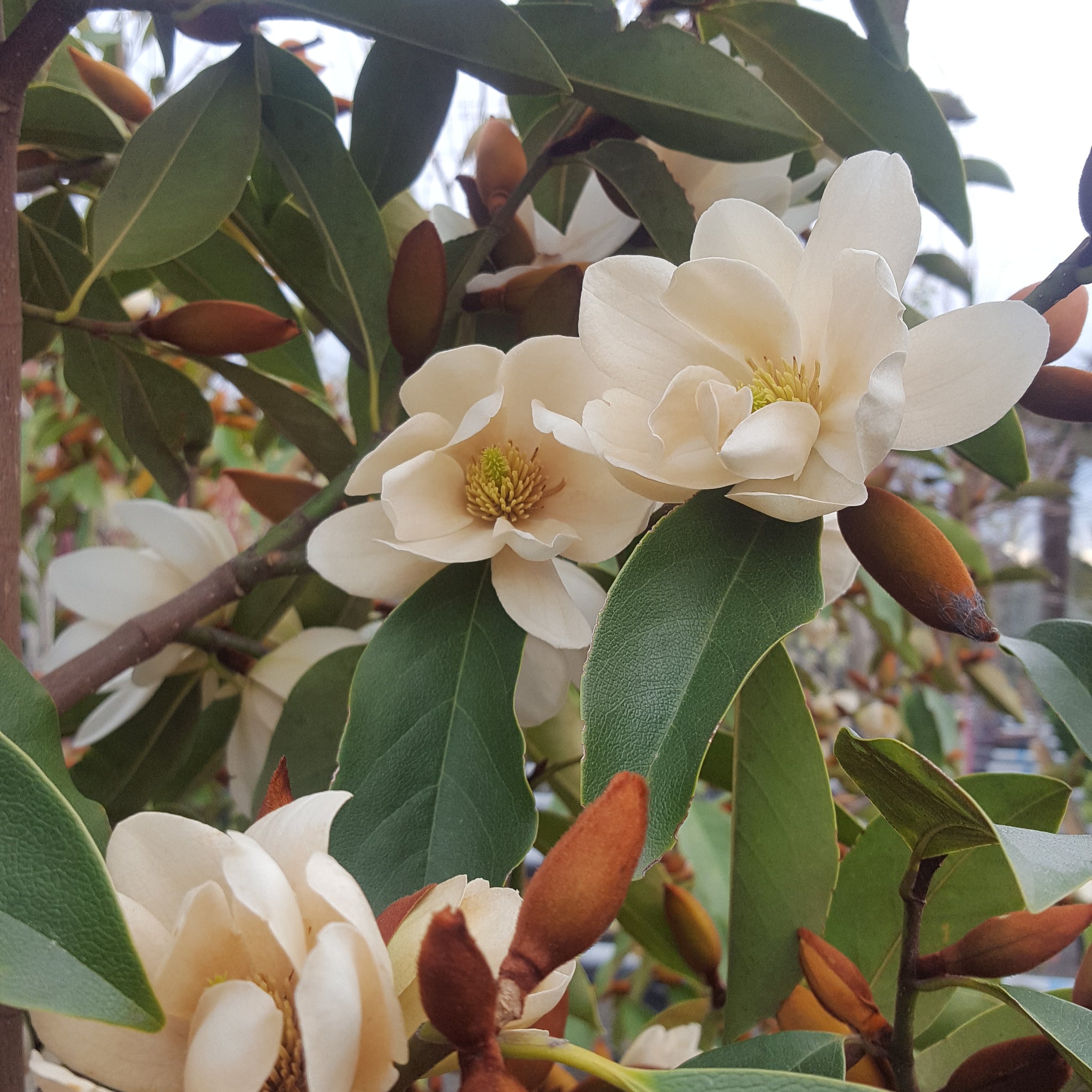 Michelia Lemon Fragrant – Texture Plants, Landscapes, Lush Lawns ...