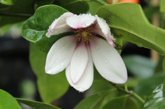 Michelia fairy blush 2