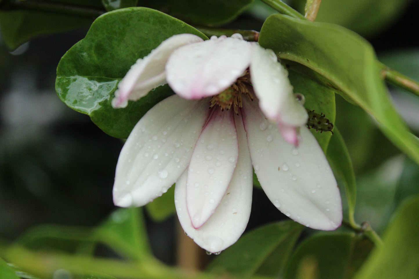 Michelia fairy blush 3