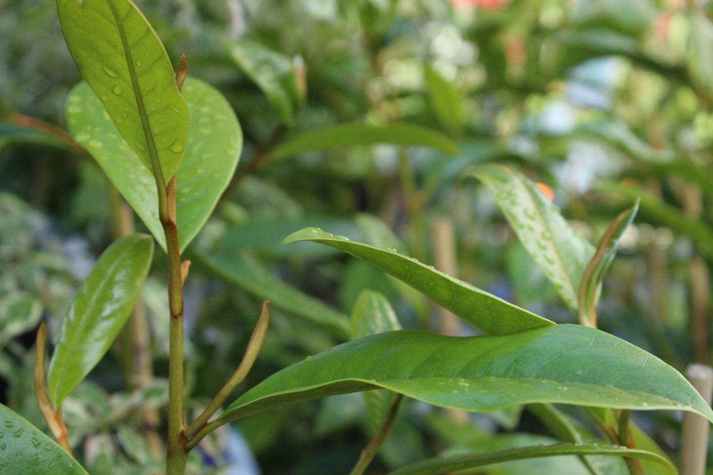 Michelia fairy white