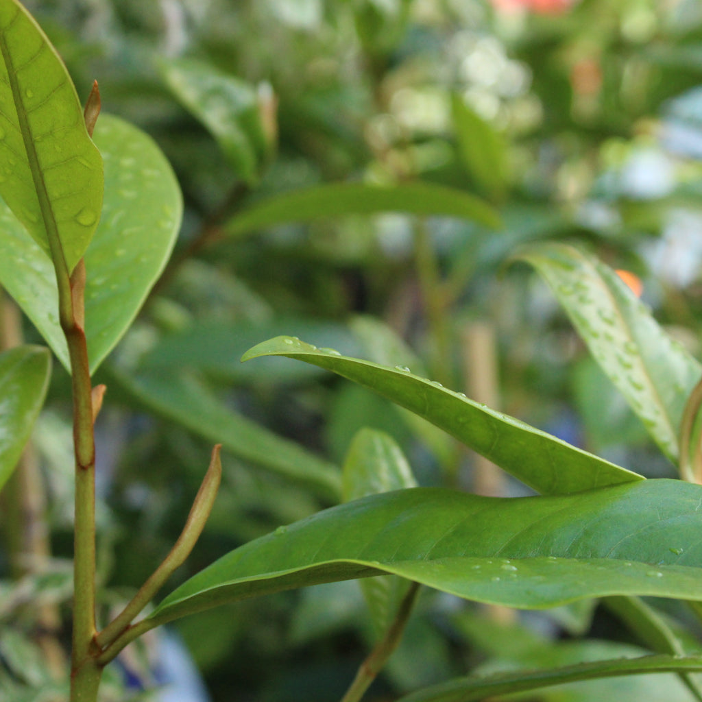 Michelia fairy white Image