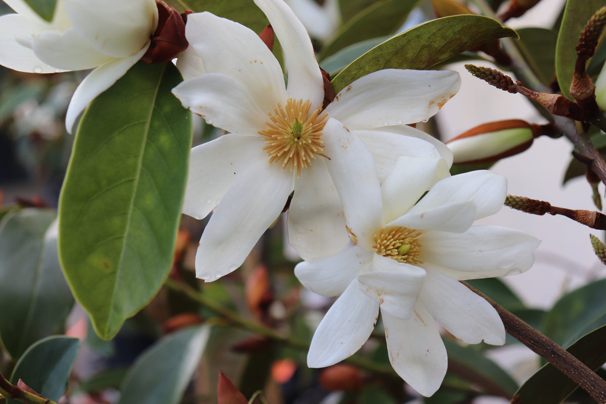Michelia fairy white 3