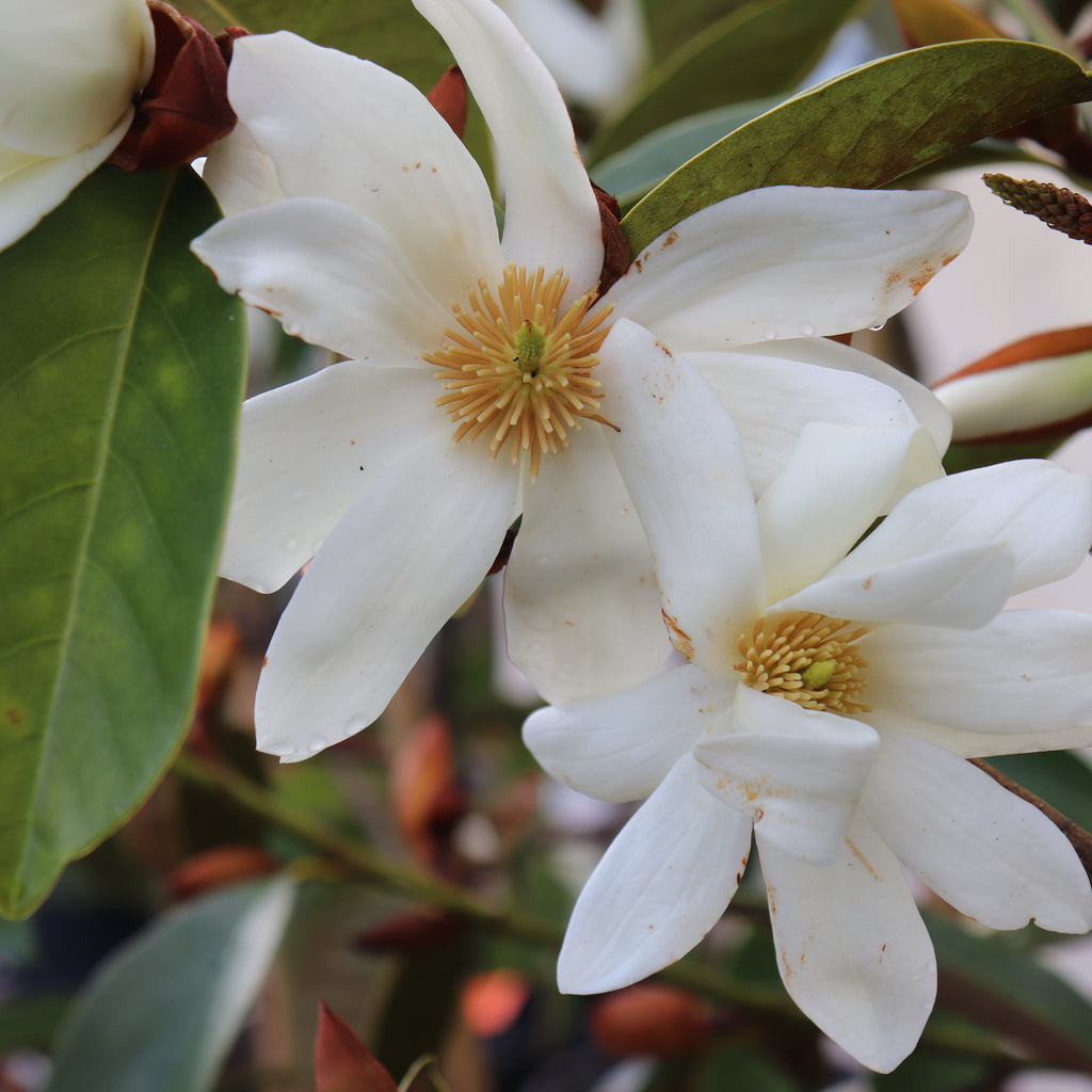 Michelia fairy white Image