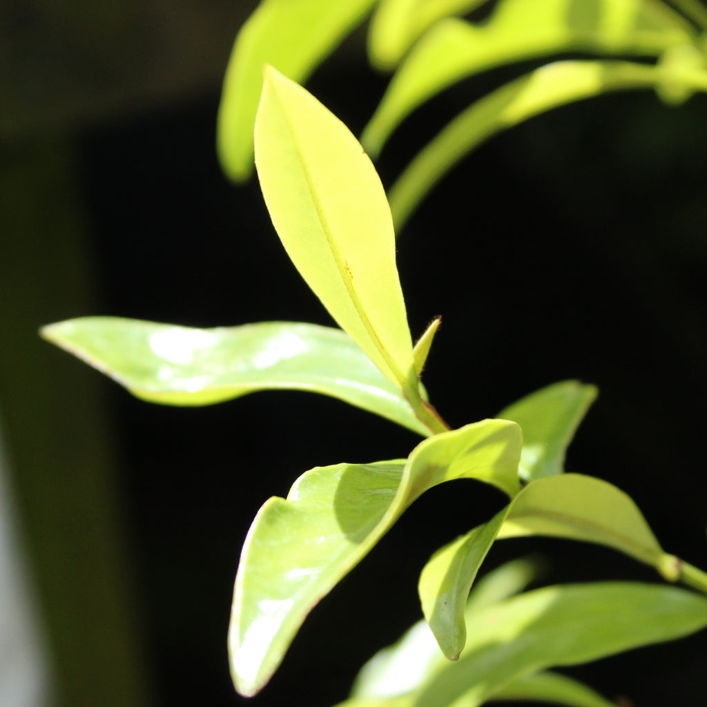 Michelia figo Image