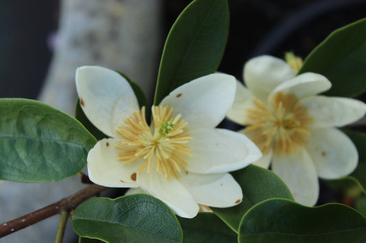 Michelia velvet and cream 2