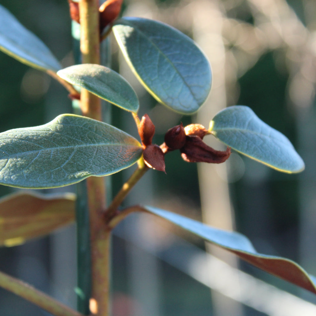 Michelia yunnanensis Honey Velvet Image
