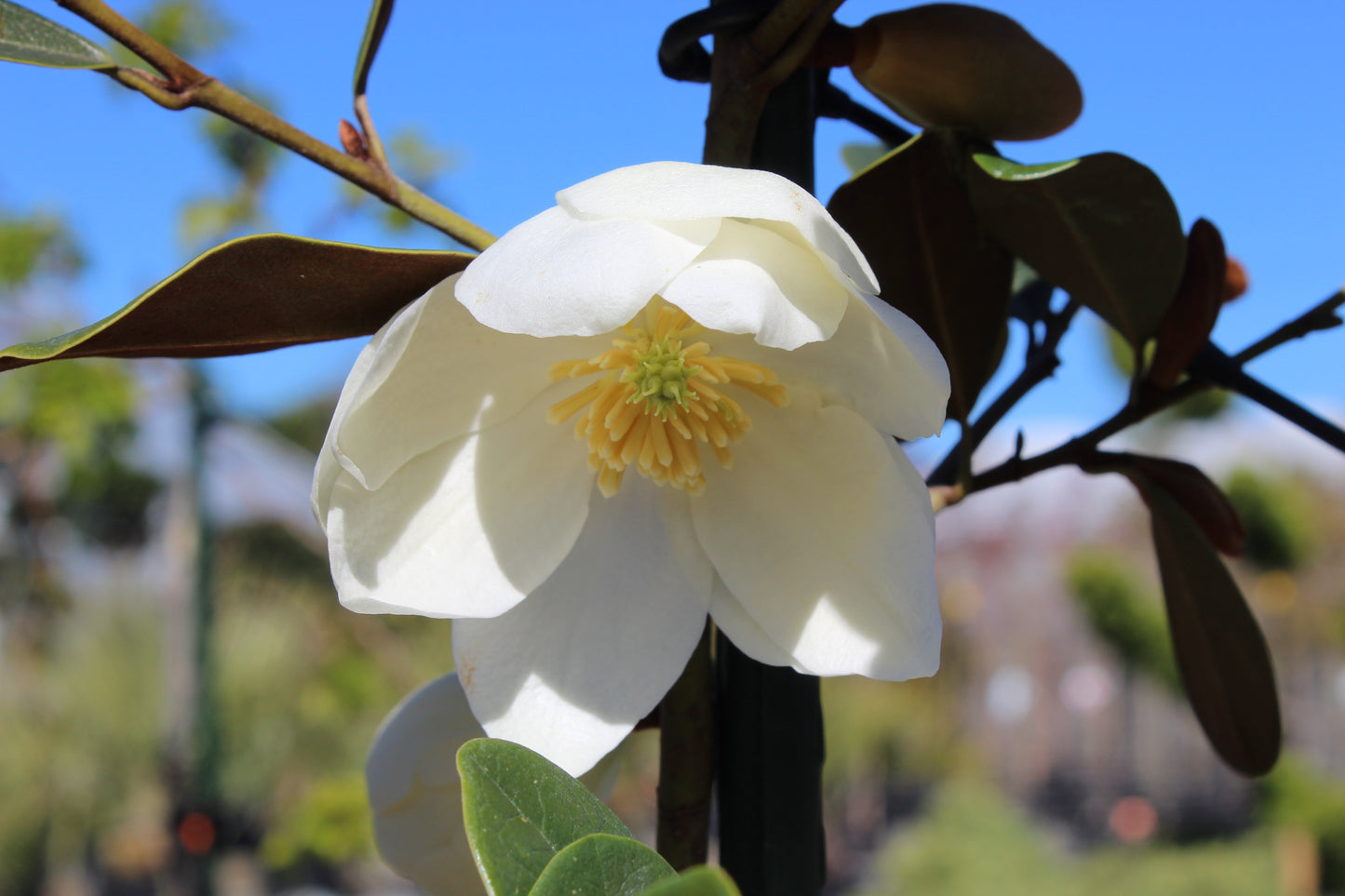 Michelia yunnanensis Honey Velvet
