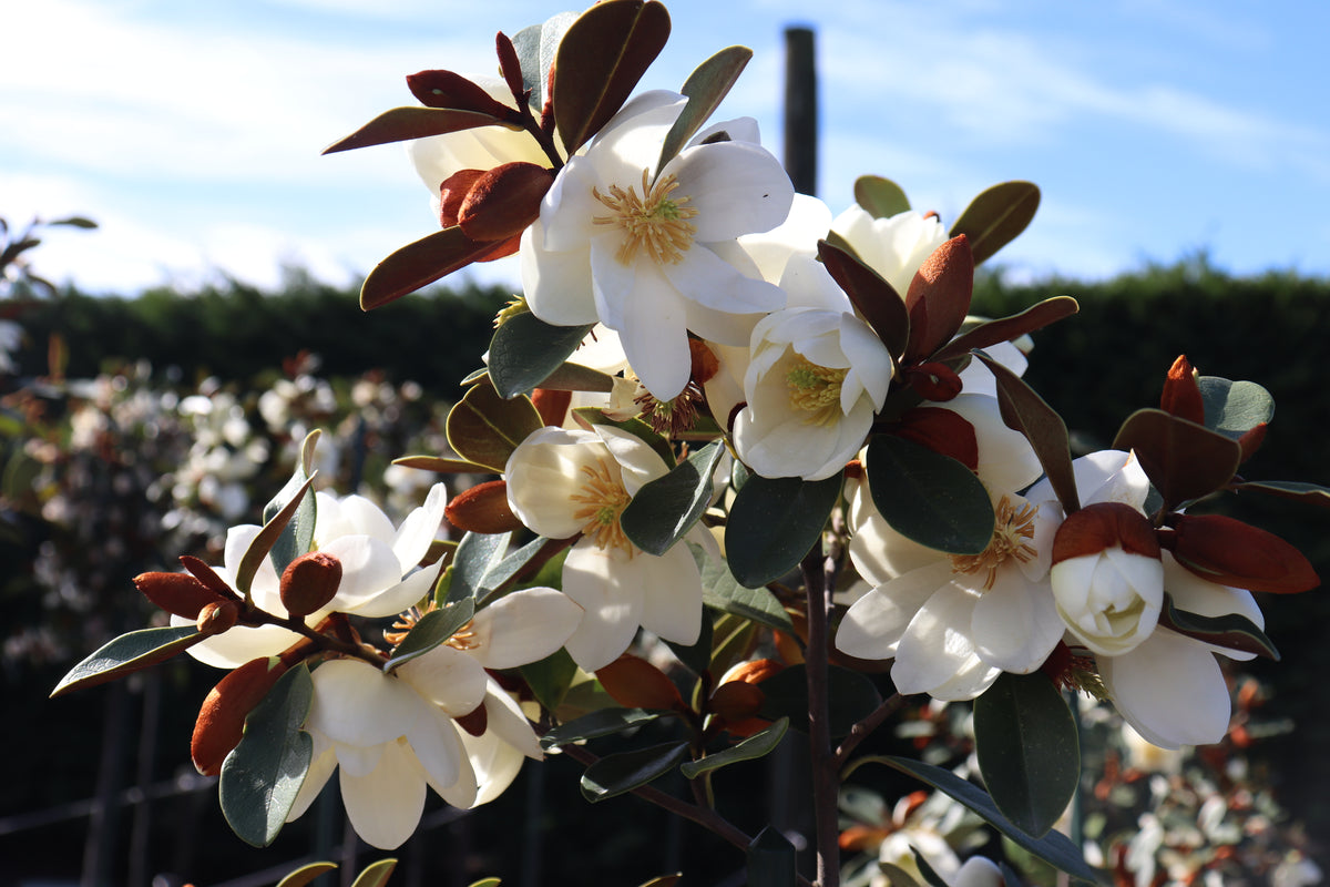 Michelia Allure 6Michelia yunnanensis Honey Velvet 3