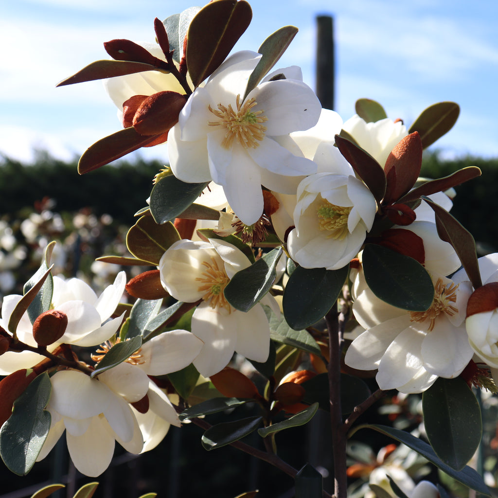 Michelia yunnanensis Honey Velvet Image