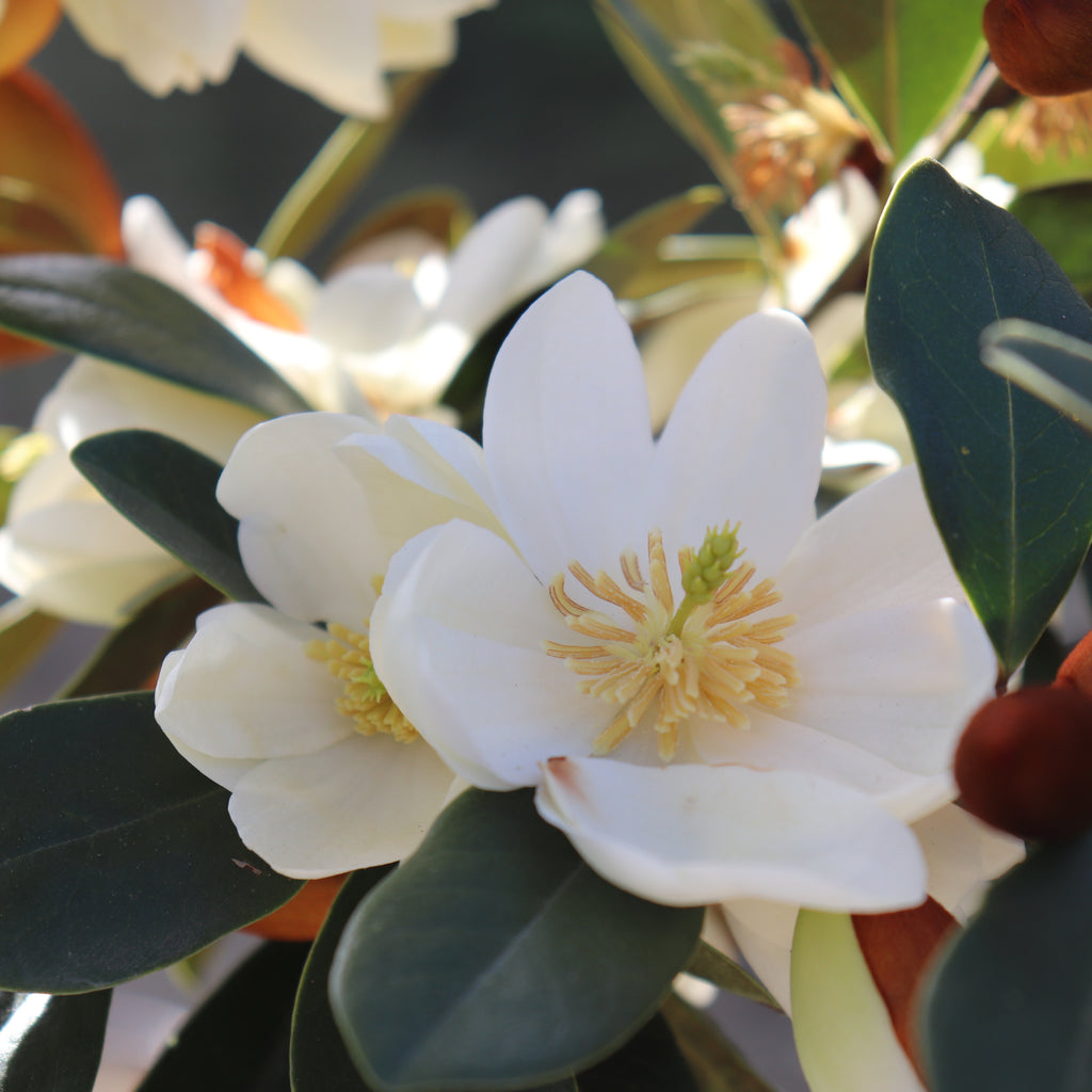 Michelia yunnanensis Honey Velvet Image
