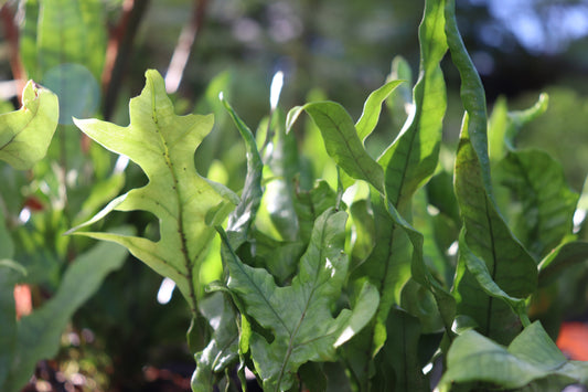 Microsorum pustulatum