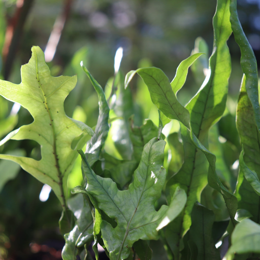Microsorum pustulatum Image