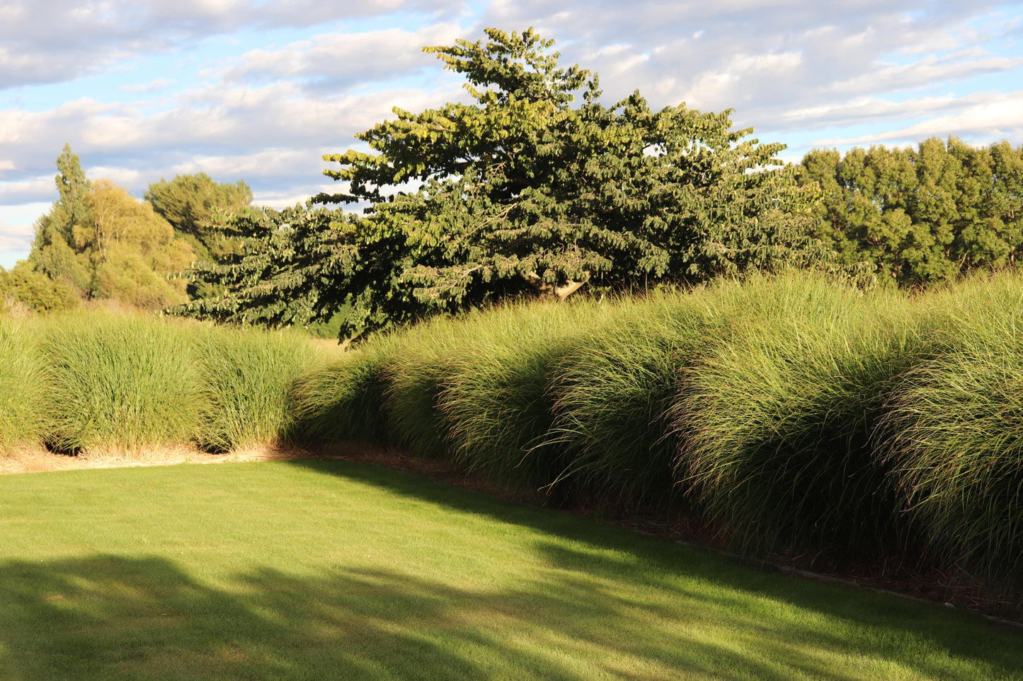 Miscanthus sinensis Gracillimus 5