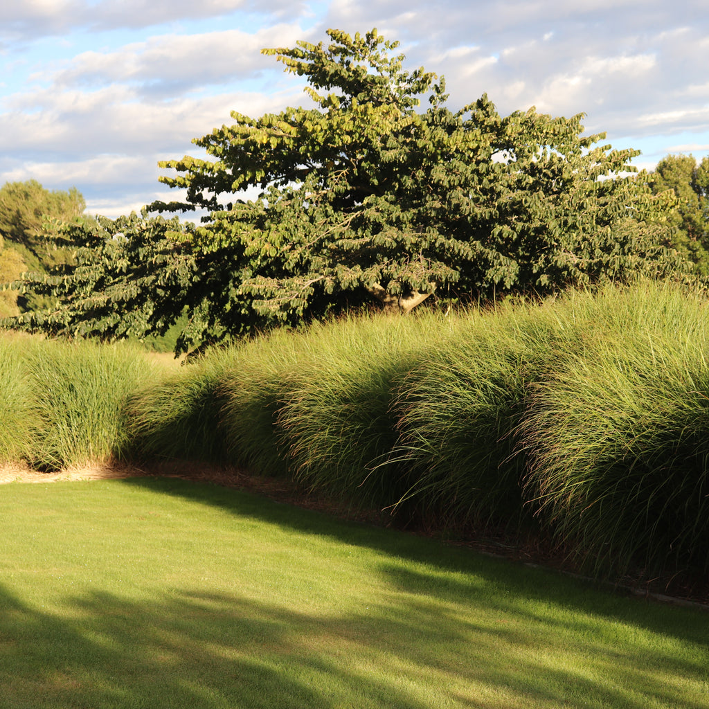 Miscanthus sinensis Gracillimus Image