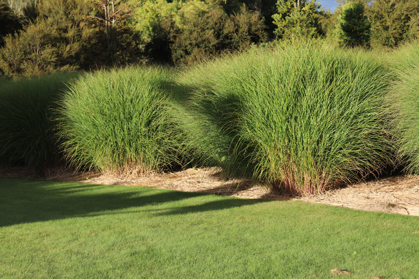 Miscanthus sinensis Gracillimus 6